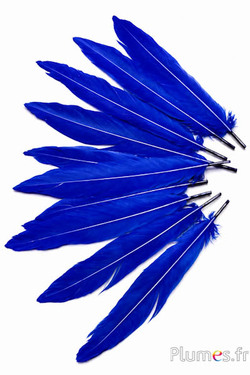Fazant Swinhoe - 13-17 cm - blauw